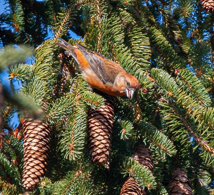 Red Crossbill - ML280069381