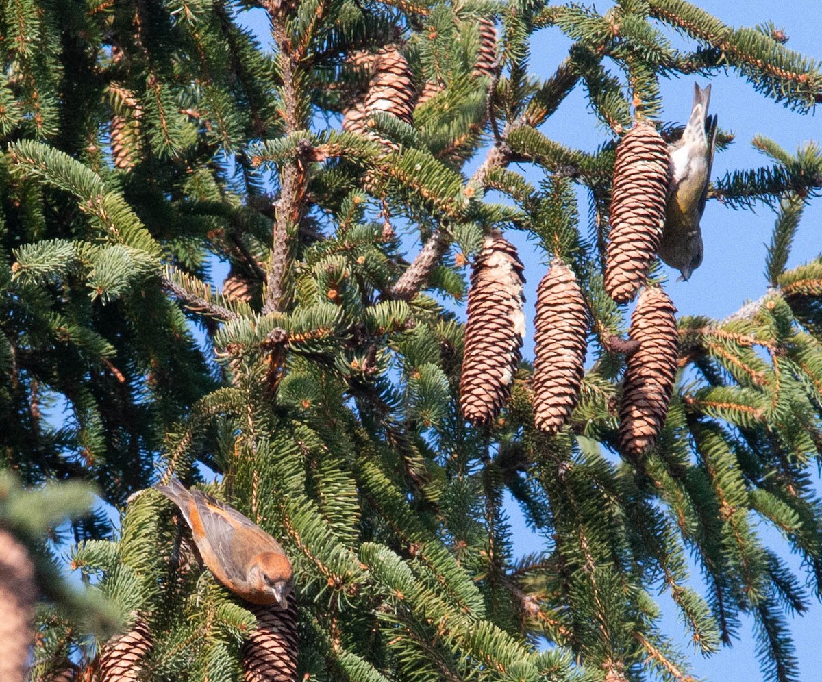 Red Crossbill - ML280069401