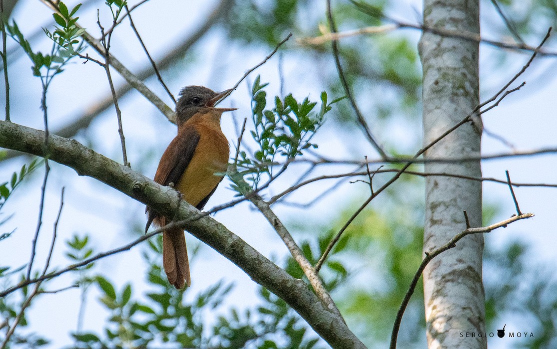 Rufous-tailed Attila - ML280070411