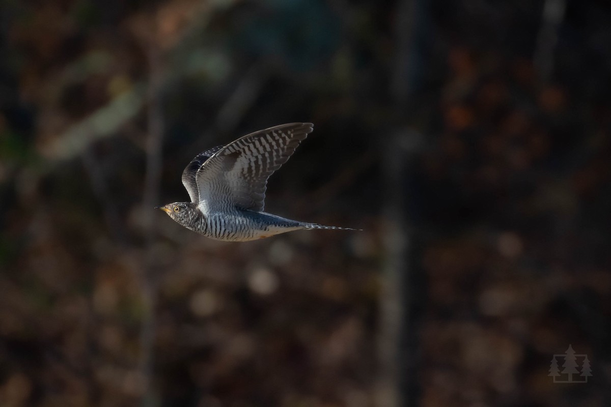 Common Cuckoo - Stefan Martin