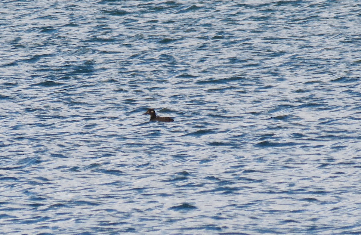 White-winged Scoter - ML280073131
