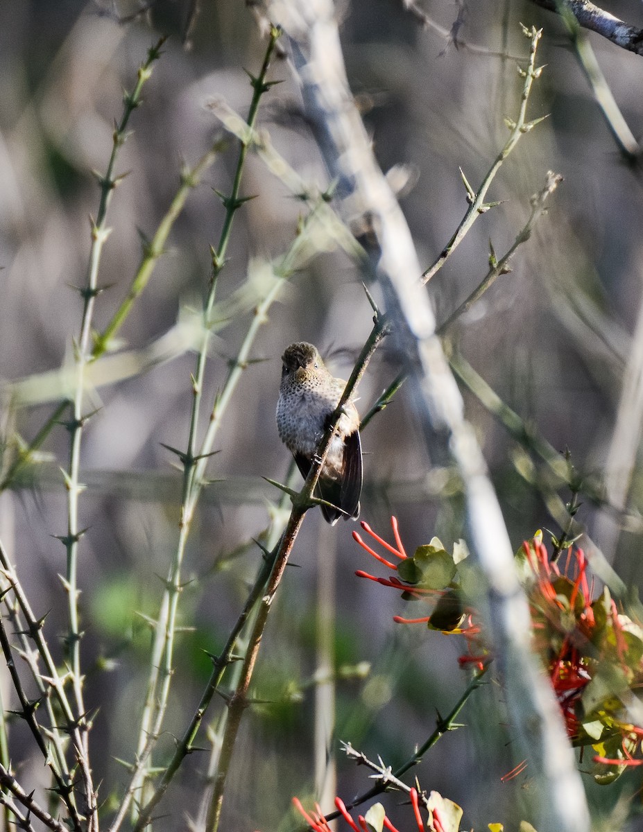 Green-backed Firecrown - Valeria  Martins