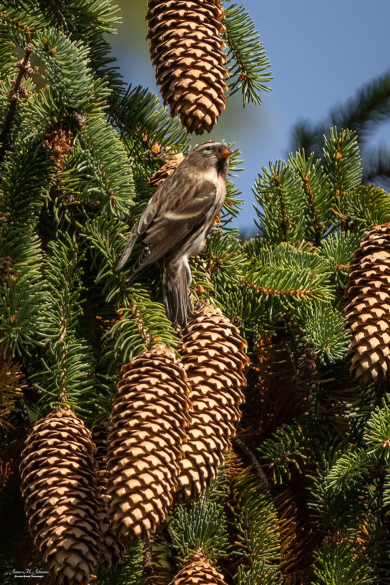 Common Redpoll - James Johnston