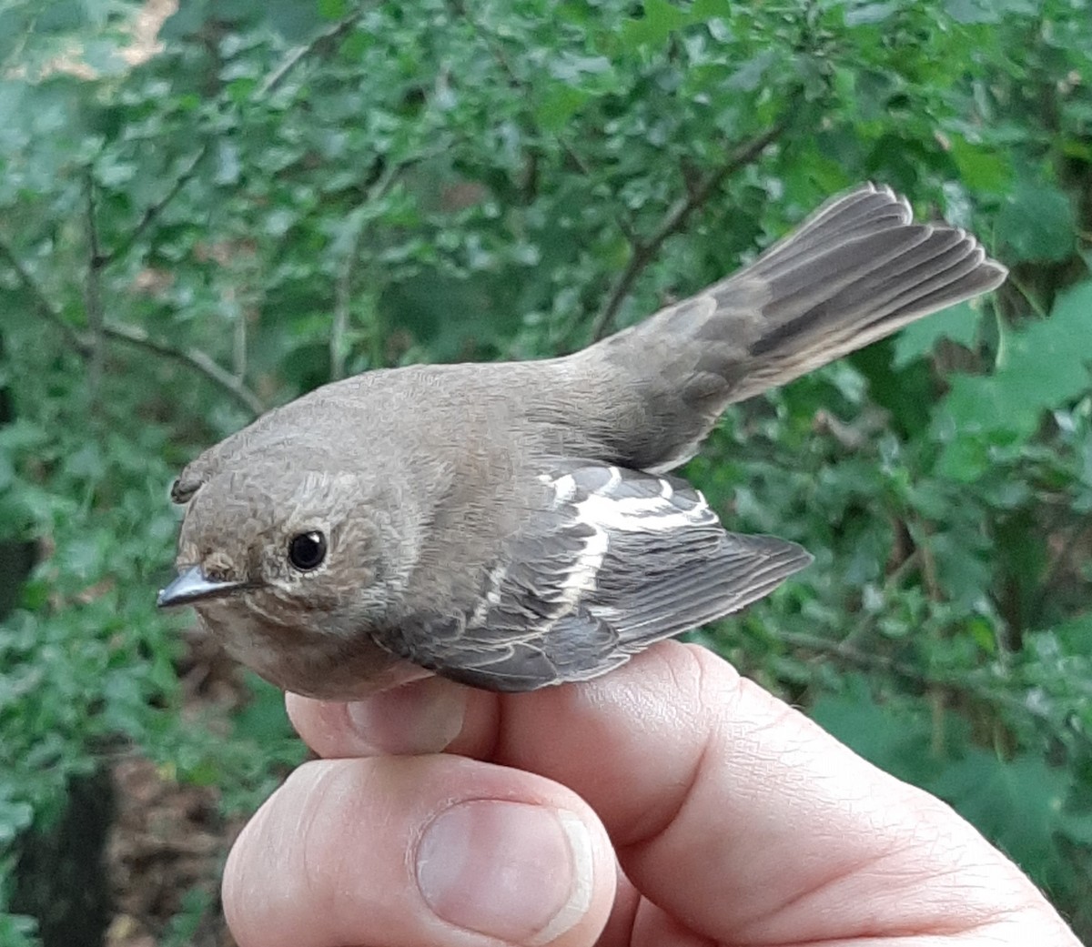 European Pied Flycatcher - ML280076461