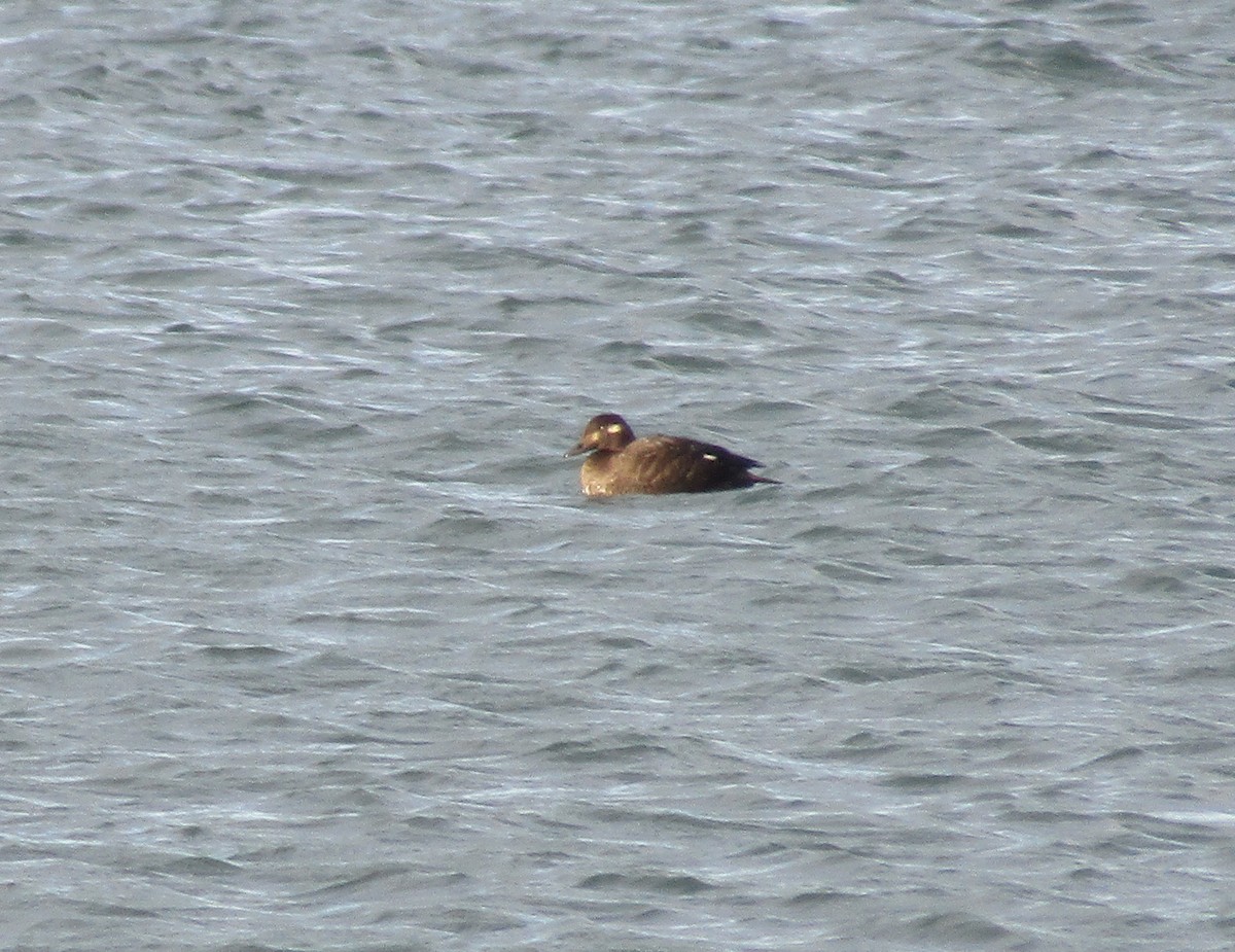 White-winged Scoter - ML280076941