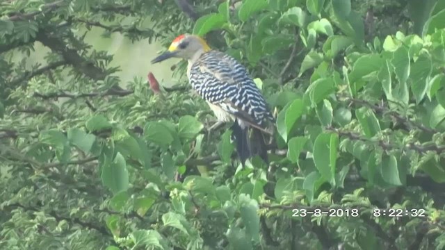 Golden-fronted Woodpecker - ML280077881