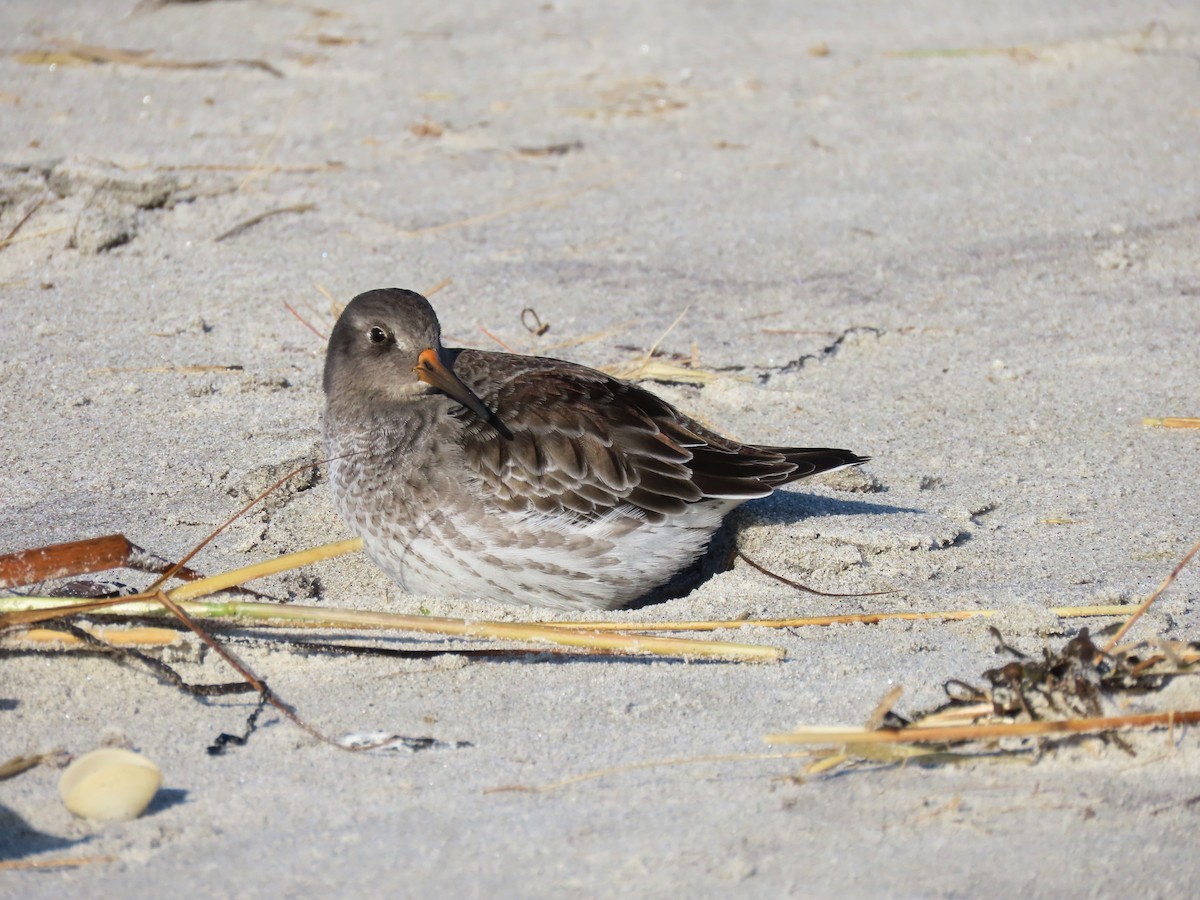 Purple Sandpiper - ML280078231