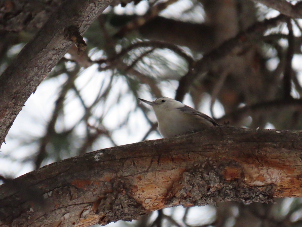 White-breasted Nuthatch - Edward Raynor