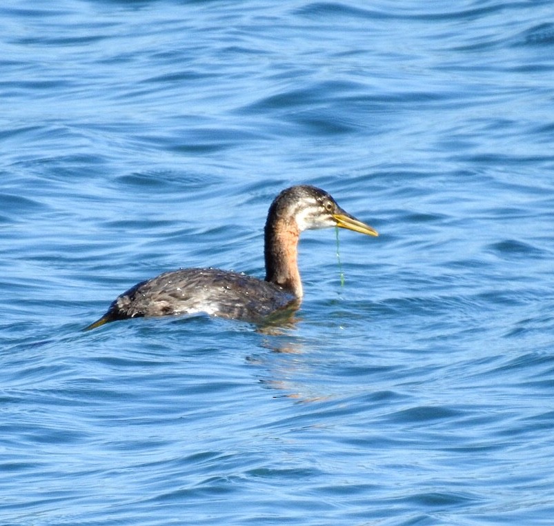 Red-necked Grebe - Susan Kirkbride