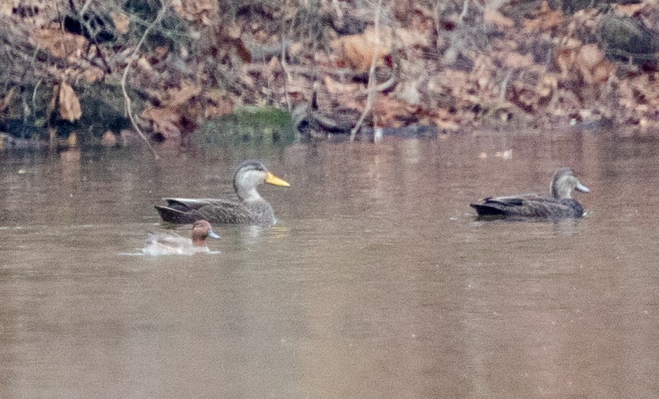 American Black Duck - ML280081091