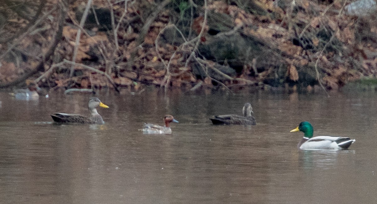American Black Duck - ML280081101