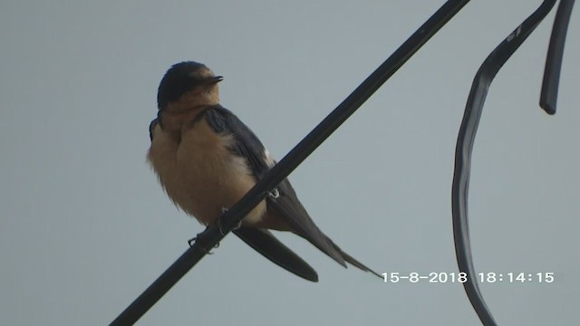 Barn Swallow - ML280081261
