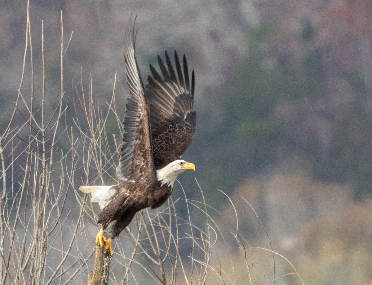 Bald Eagle - ML280081321