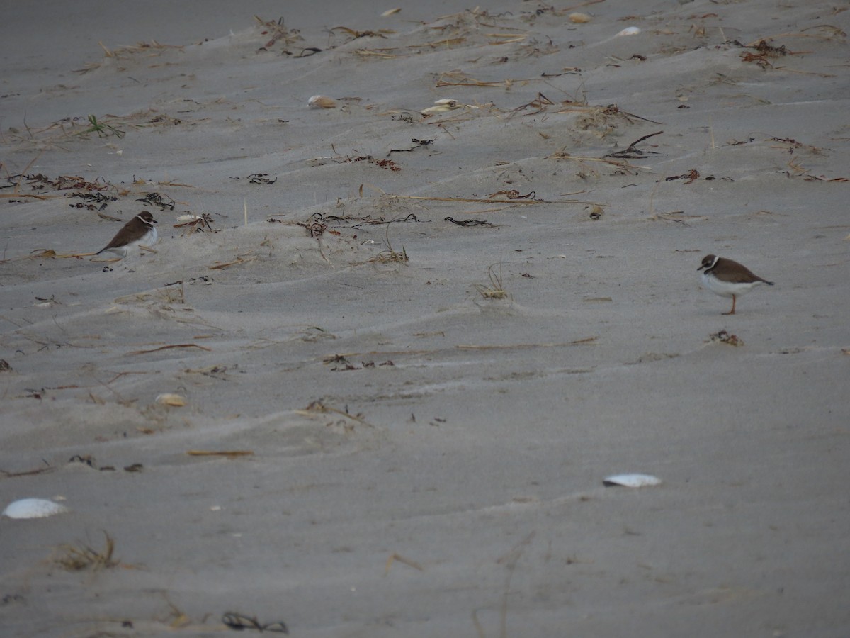 Semipalmated Plover - ML280081371