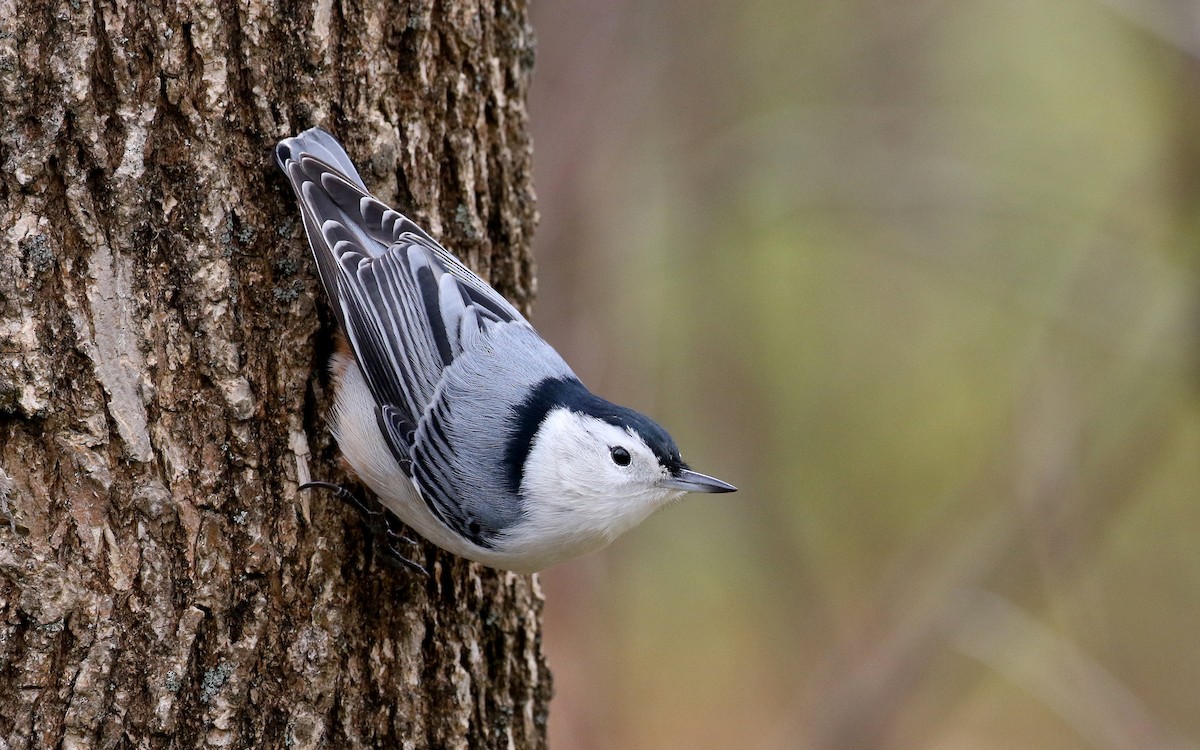 White-breasted Nuthatch (Eastern) - Jay McGowan