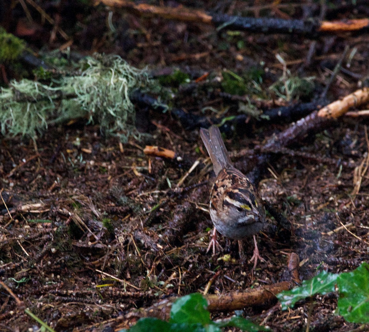 White-throated Sparrow - ML280081901