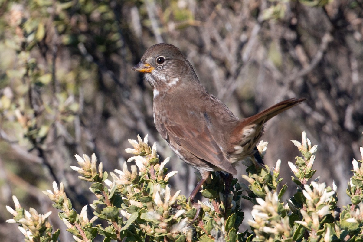 Fox Sparrow (Sooty) - ML280084351