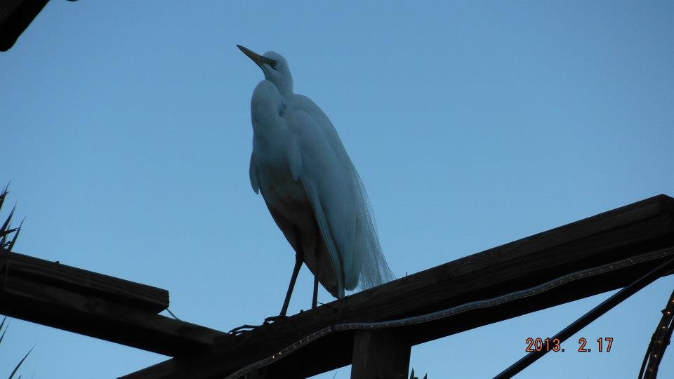 Great Egret - ML280084801