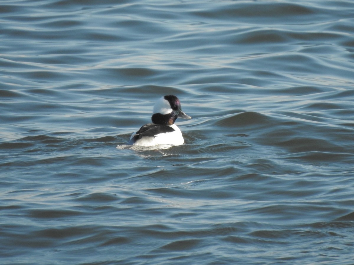 Bufflehead - Sean McGuinn