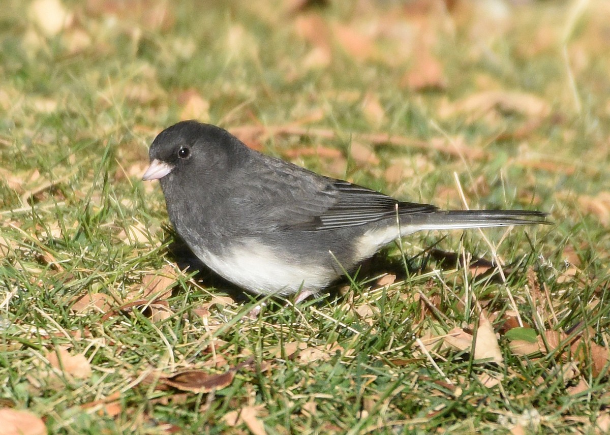 Dark-eyed Junco (Slate-colored) - ML280086171