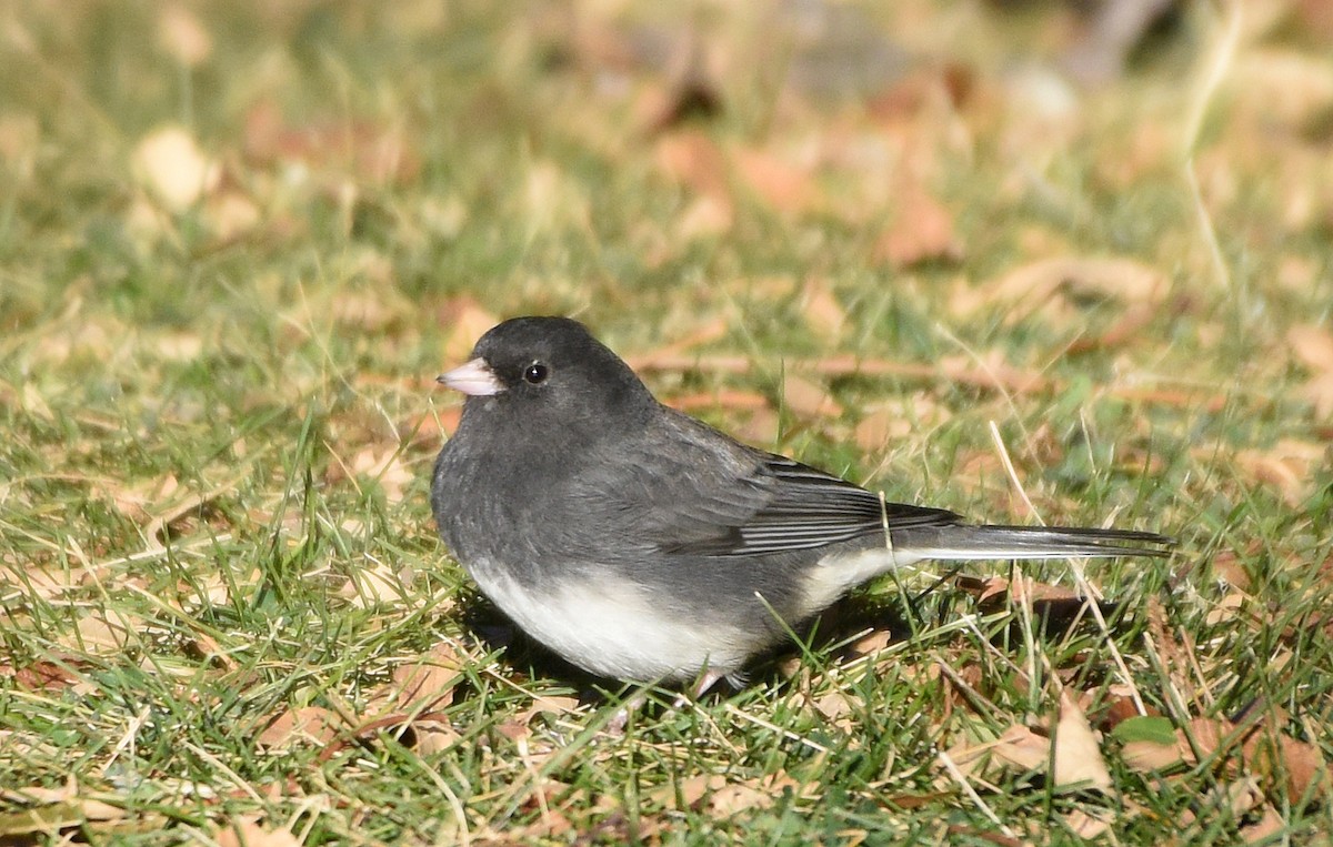 Dark-eyed Junco (Slate-colored) - ML280086181