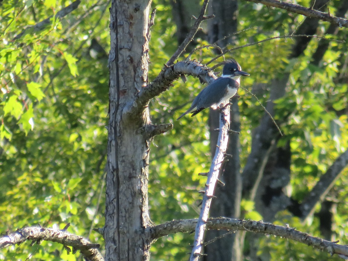 Belted Kingfisher - ML280086341