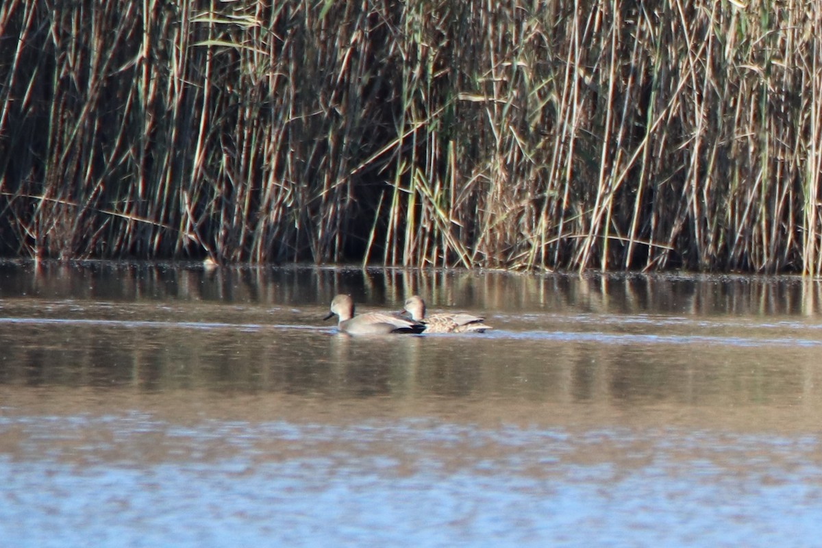 Gadwall - ML280086421