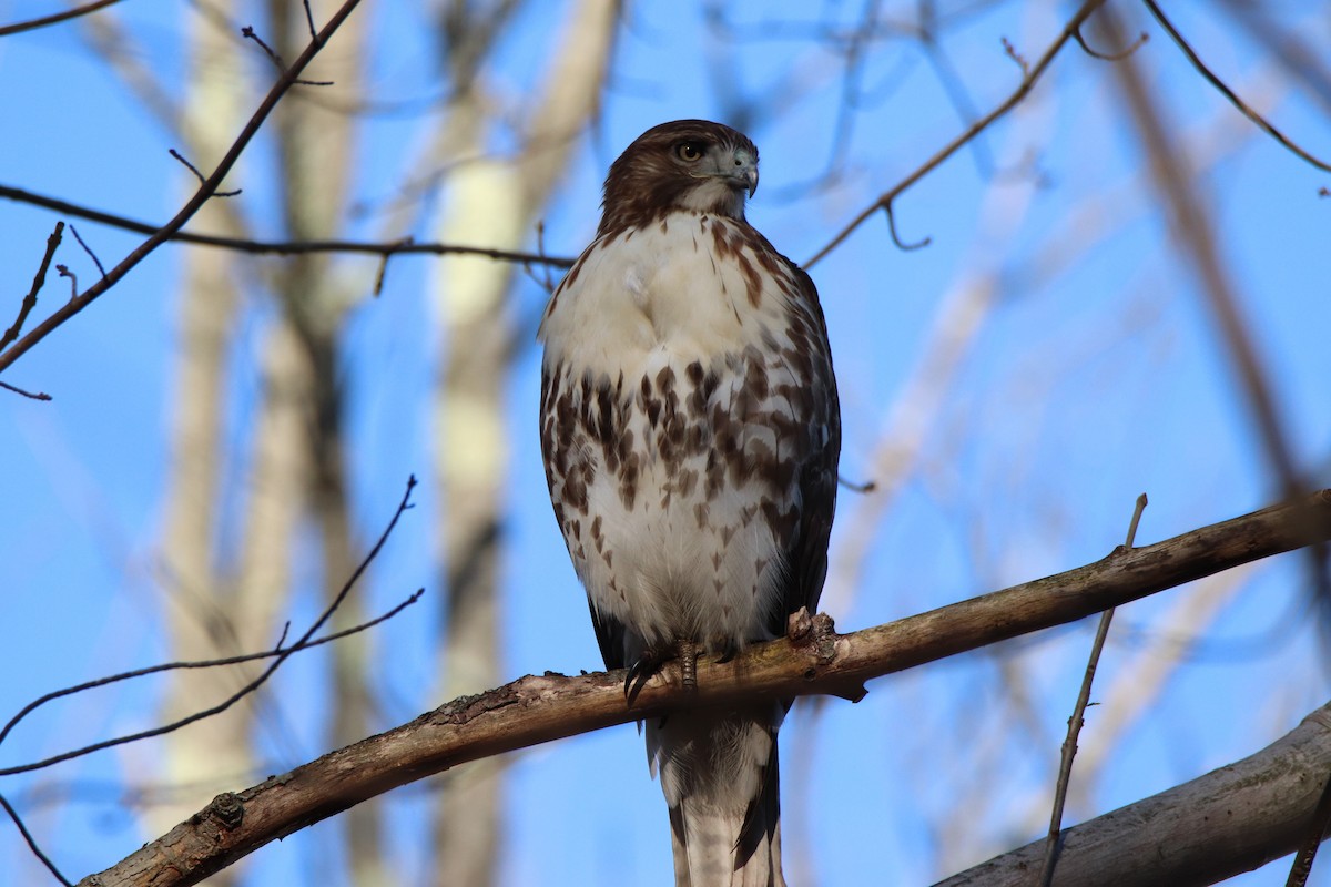 Red-tailed Hawk - ML280086511