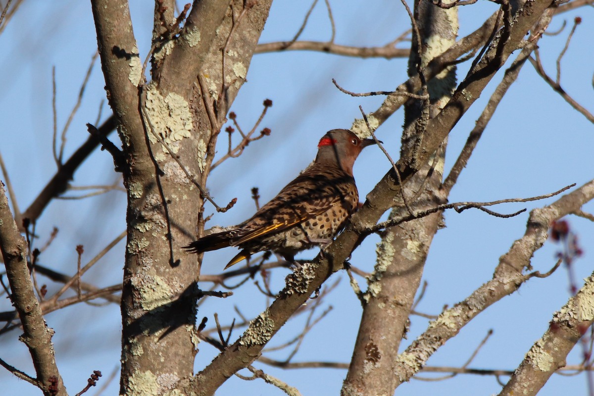 Northern Flicker - ML280086781