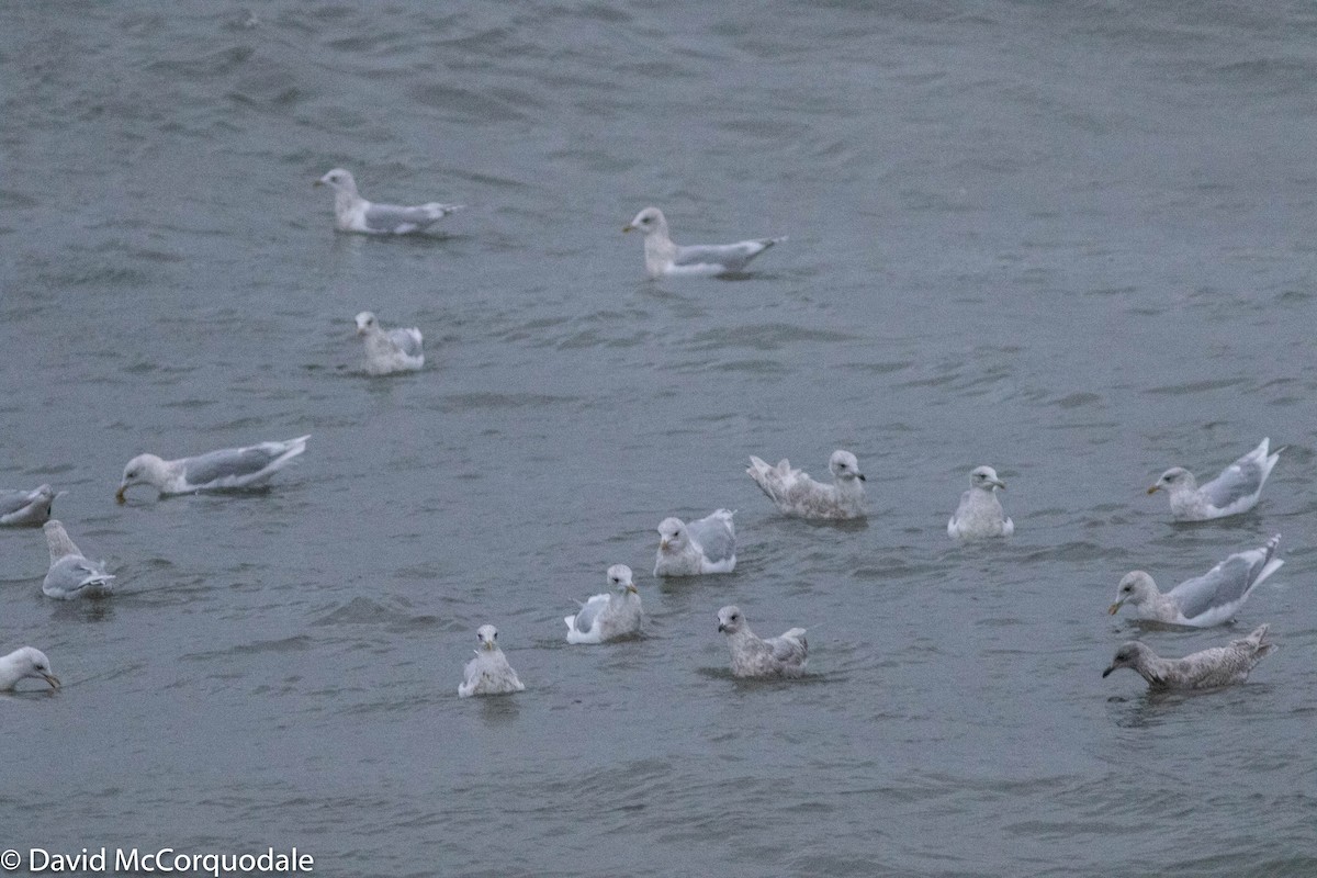 Iceland Gull - ML280086821