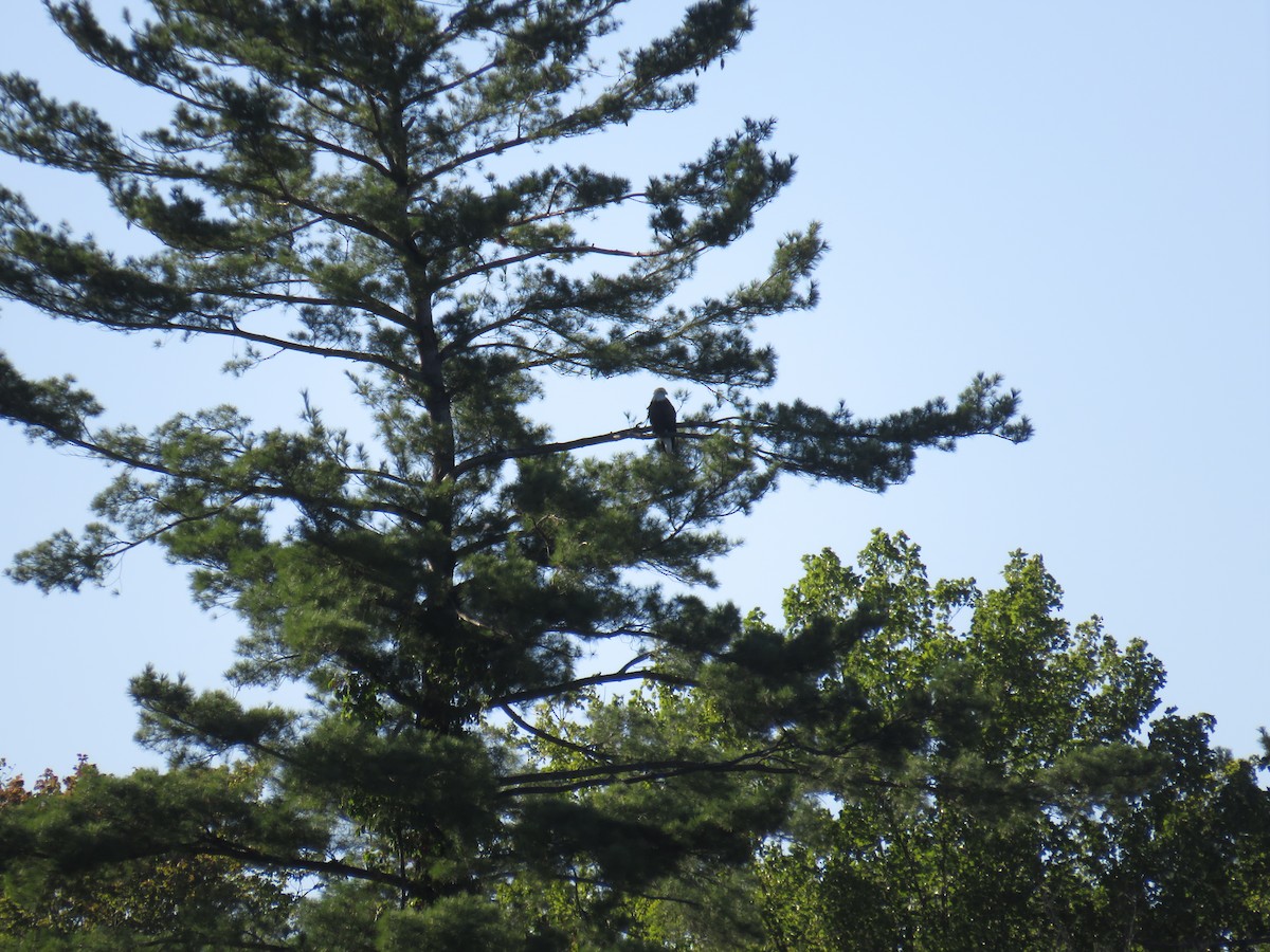 Bald Eagle - ML280089171