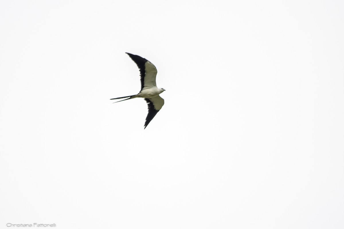 Swallow-tailed Kite - ML280089191