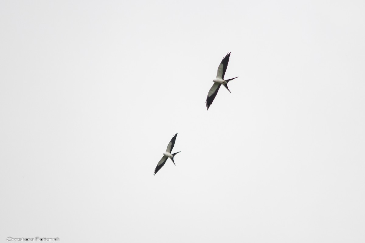 Swallow-tailed Kite - ML280089361