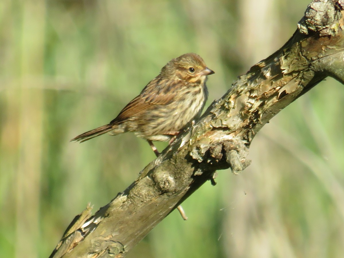 Song Sparrow - ML280089481
