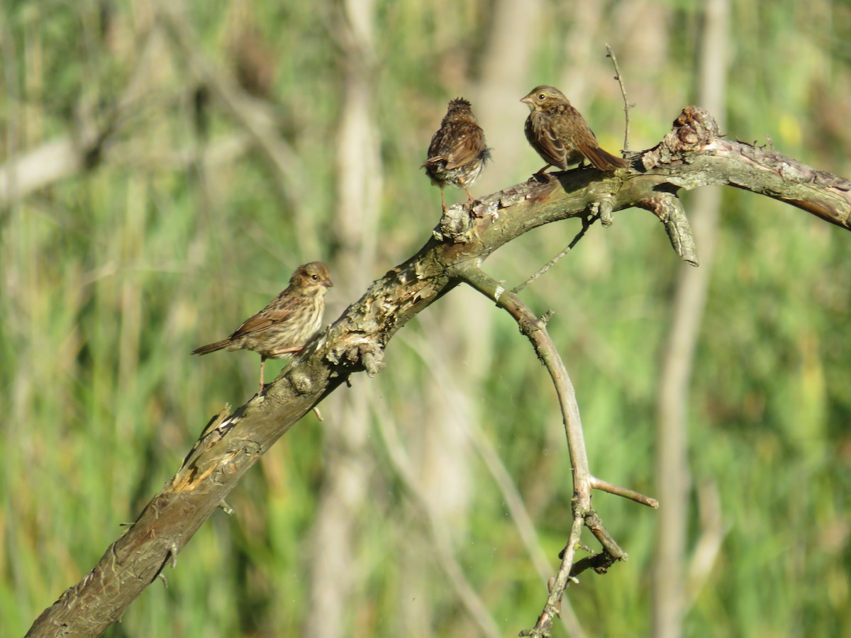 Song Sparrow - ML280089501