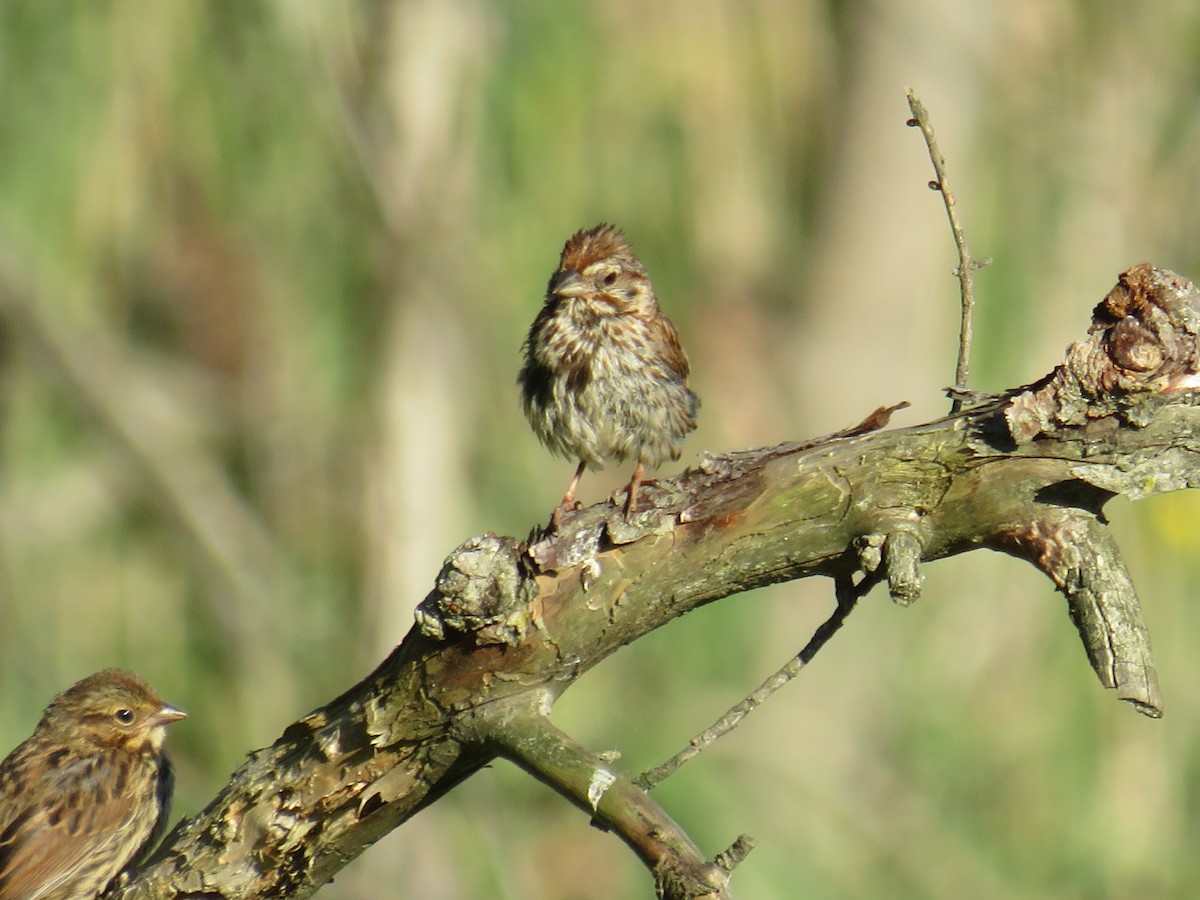 Song Sparrow - ML280089511