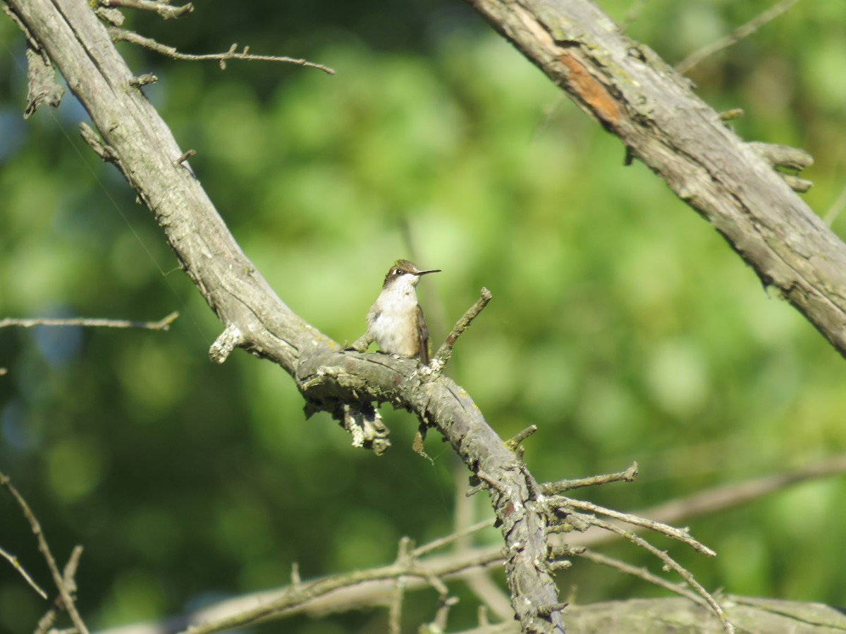 Ruby-throated Hummingbird - ML280090101