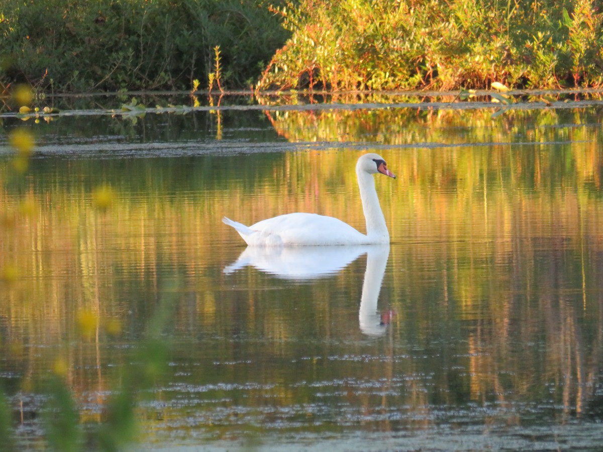 Хуруут хун - ML280090331