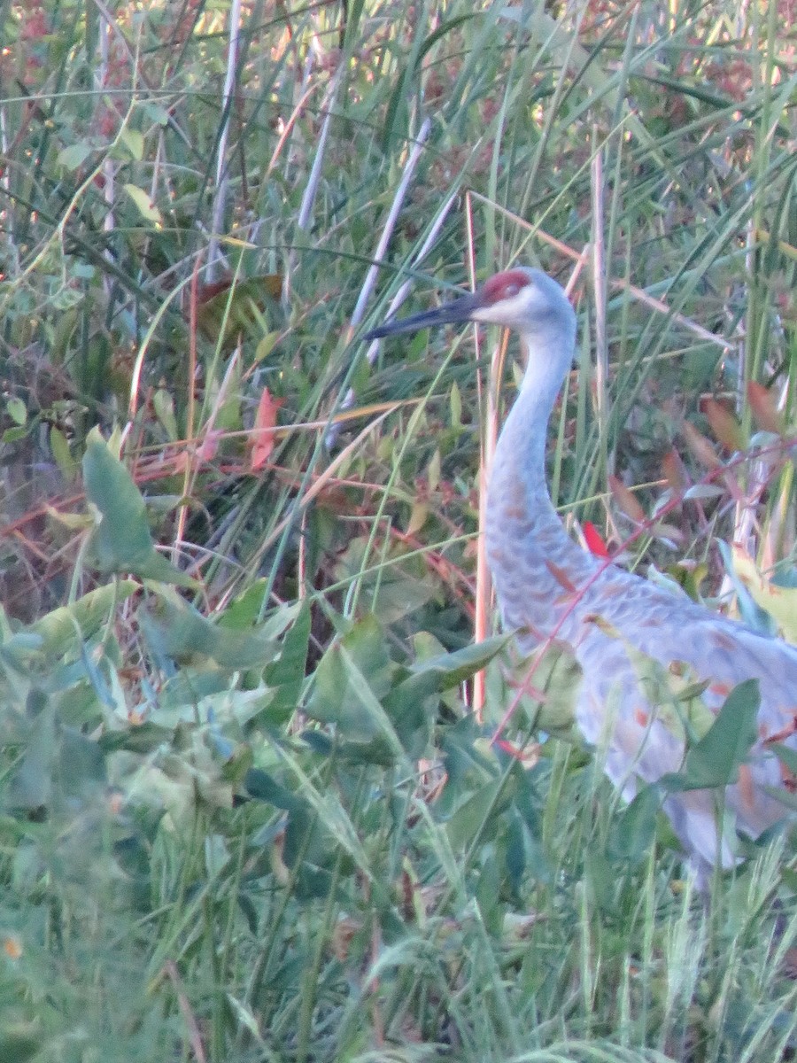 Орог тогоруу - ML280090551