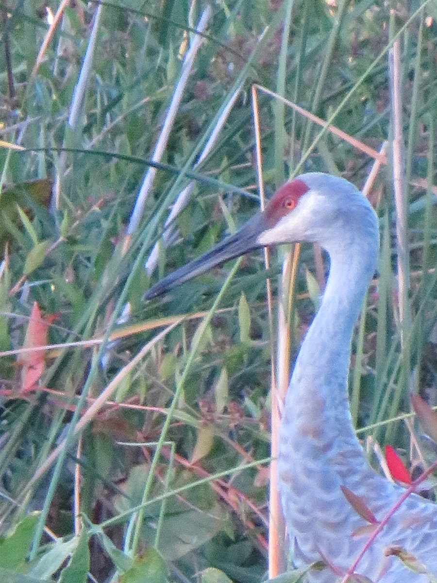 Орог тогоруу - ML280090561