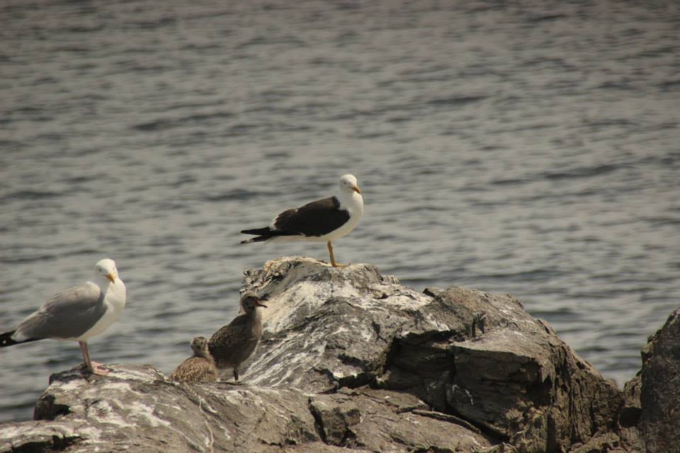 Lesser Black-backed Gull - Kelsey Trumpp