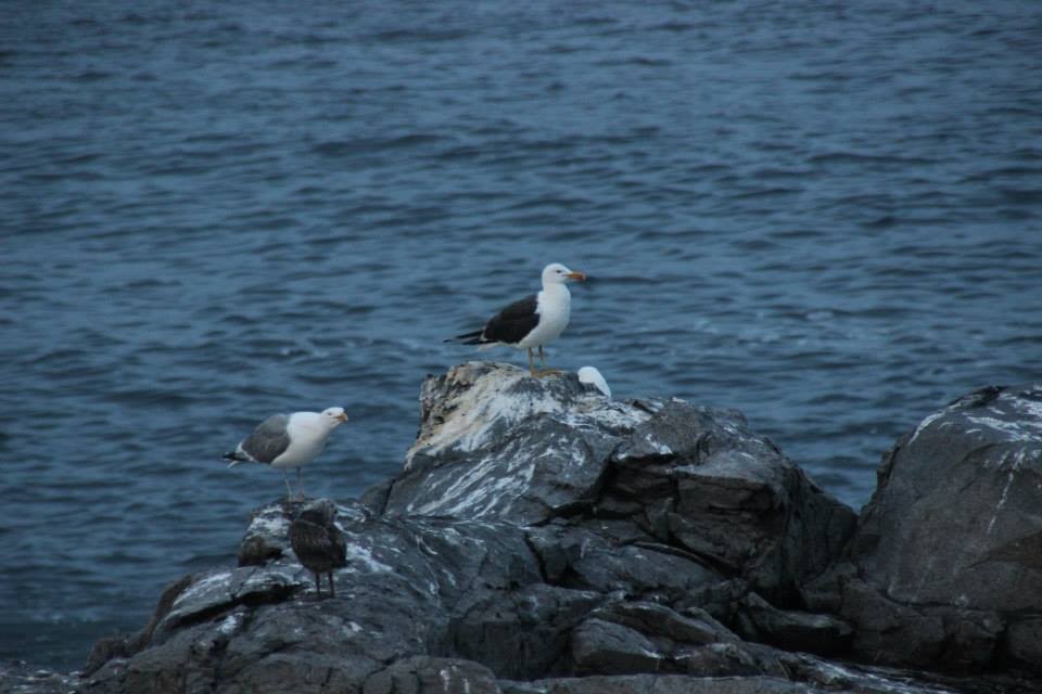 Lesser Black-backed Gull - ML280090901