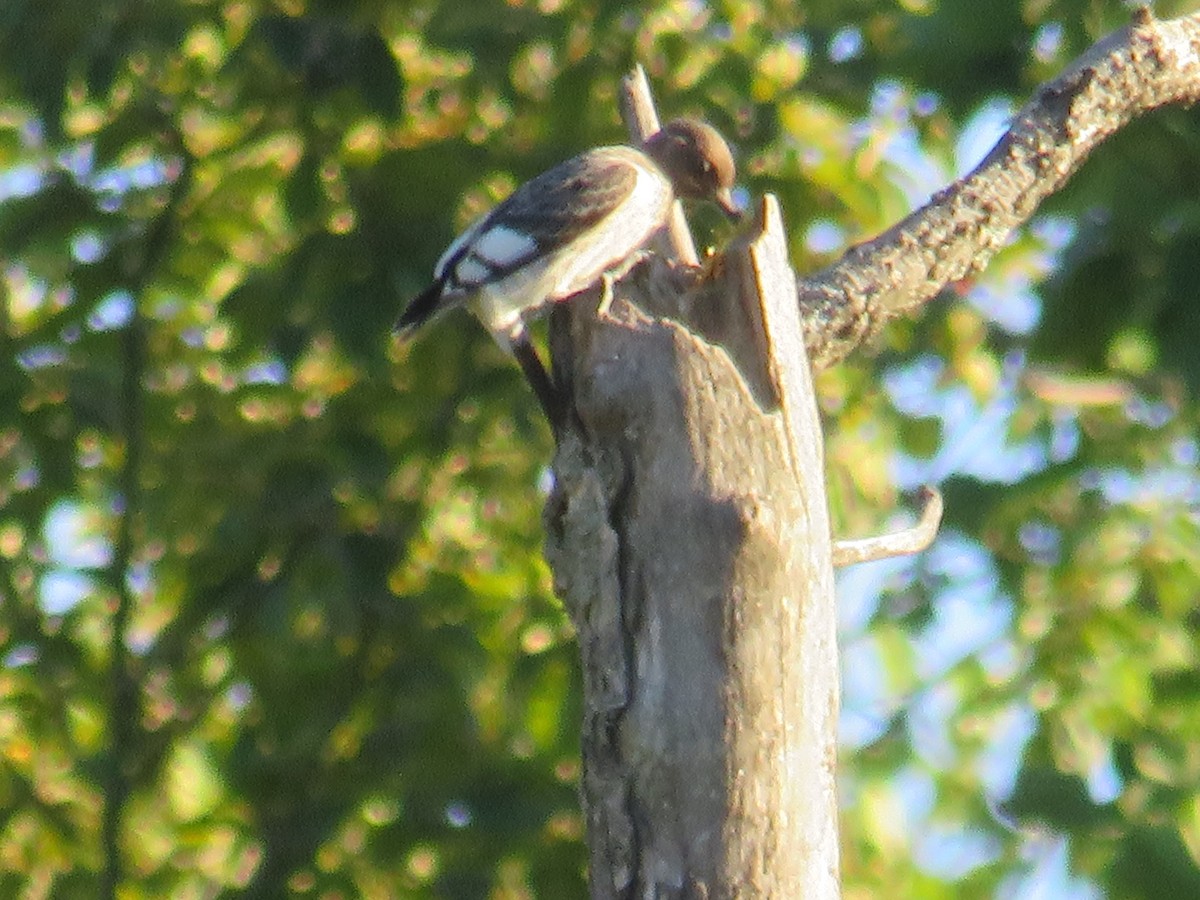 Red-headed Woodpecker - ML280091421