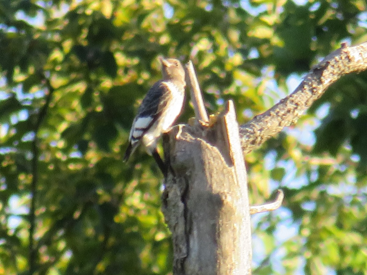 Red-headed Woodpecker - ML280091541