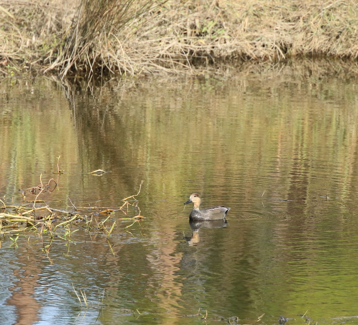 Gadwall - ML280091651