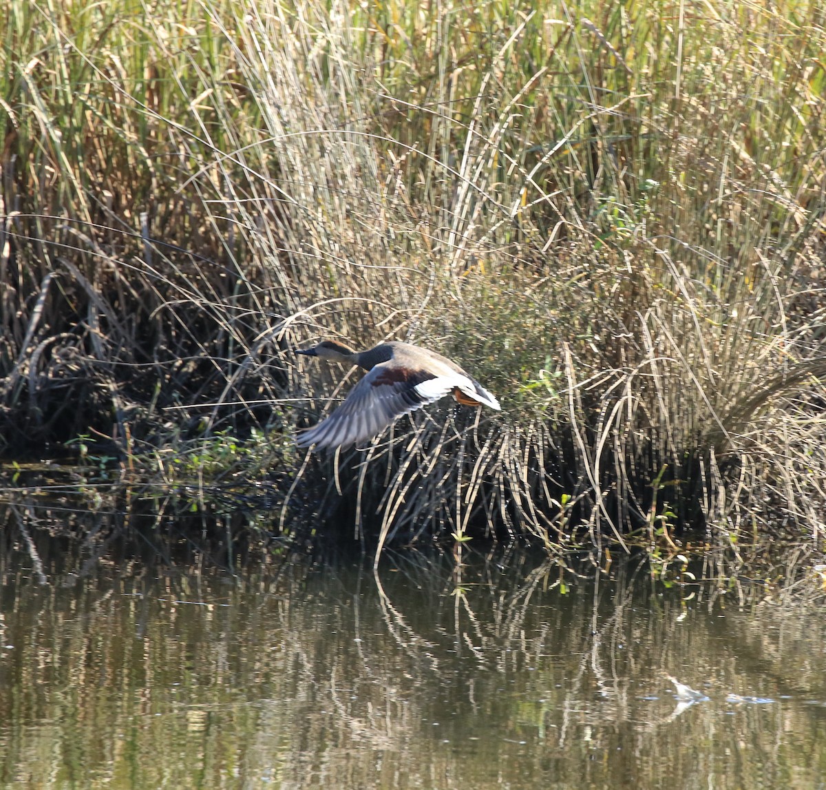 Gadwall - ML280091681