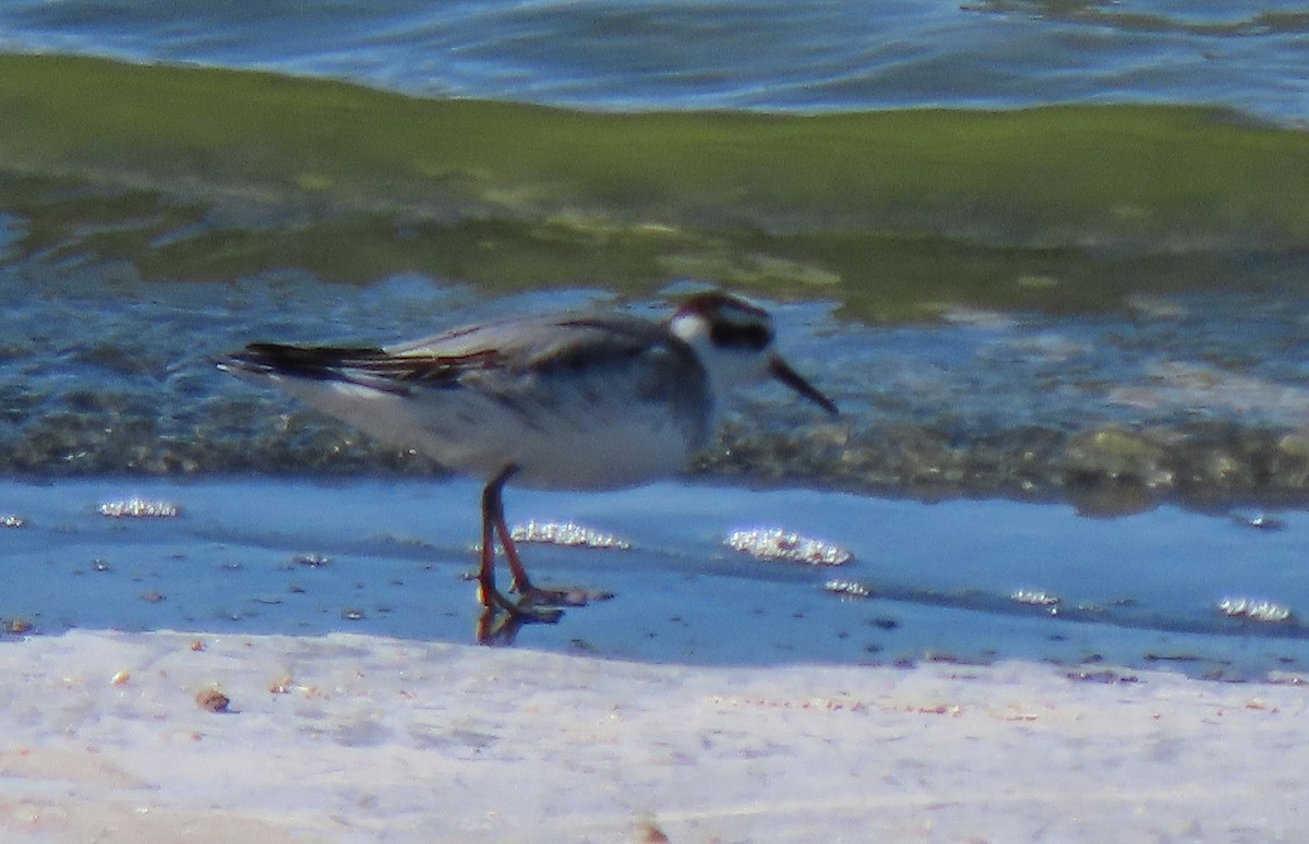 Red Phalarope - ML280092961