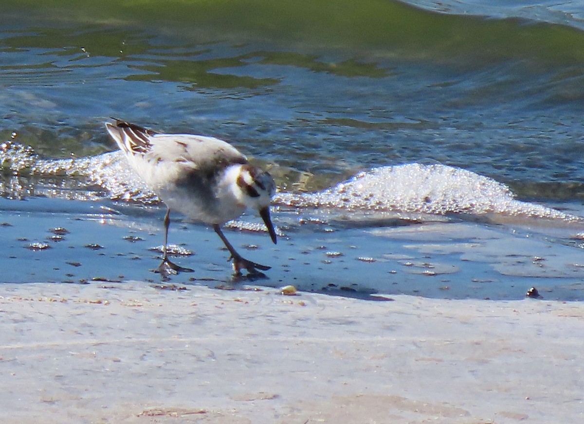 Red Phalarope - ML280093171