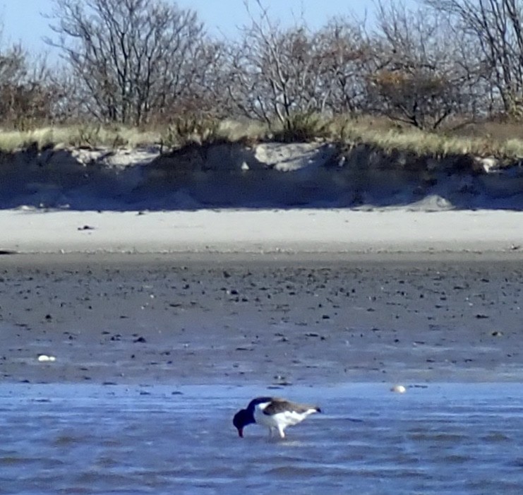 American Oystercatcher - ML280093491