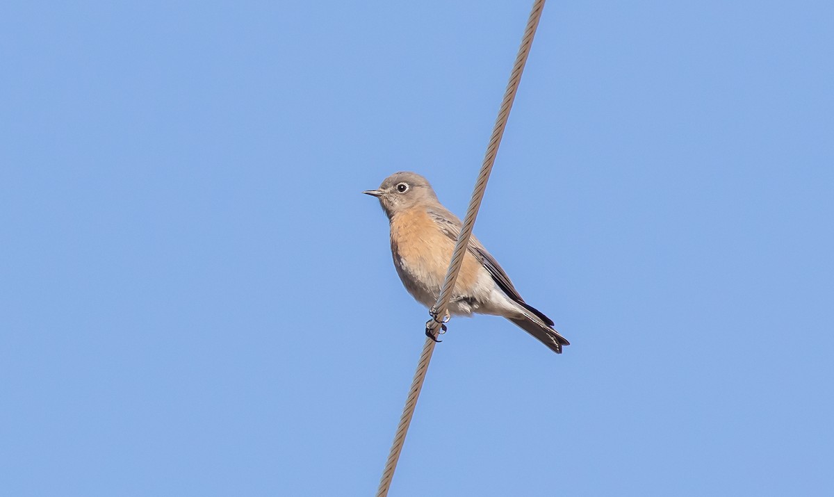 Western Bluebird - Nick Pulcinella